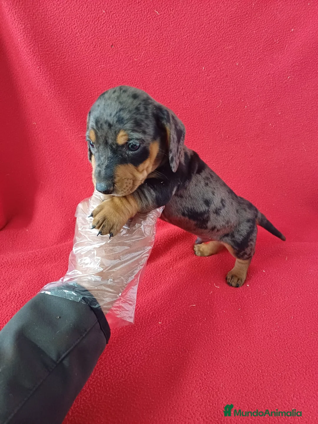 Teckel Miniatura perros en venta: Teckel Miniatura Arlequin  - Anuncio 2