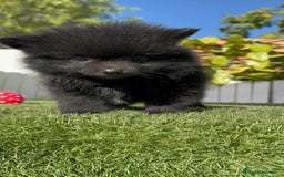 Pomerania perros en venta: POMERANIA HEMBRA - Imagen 11