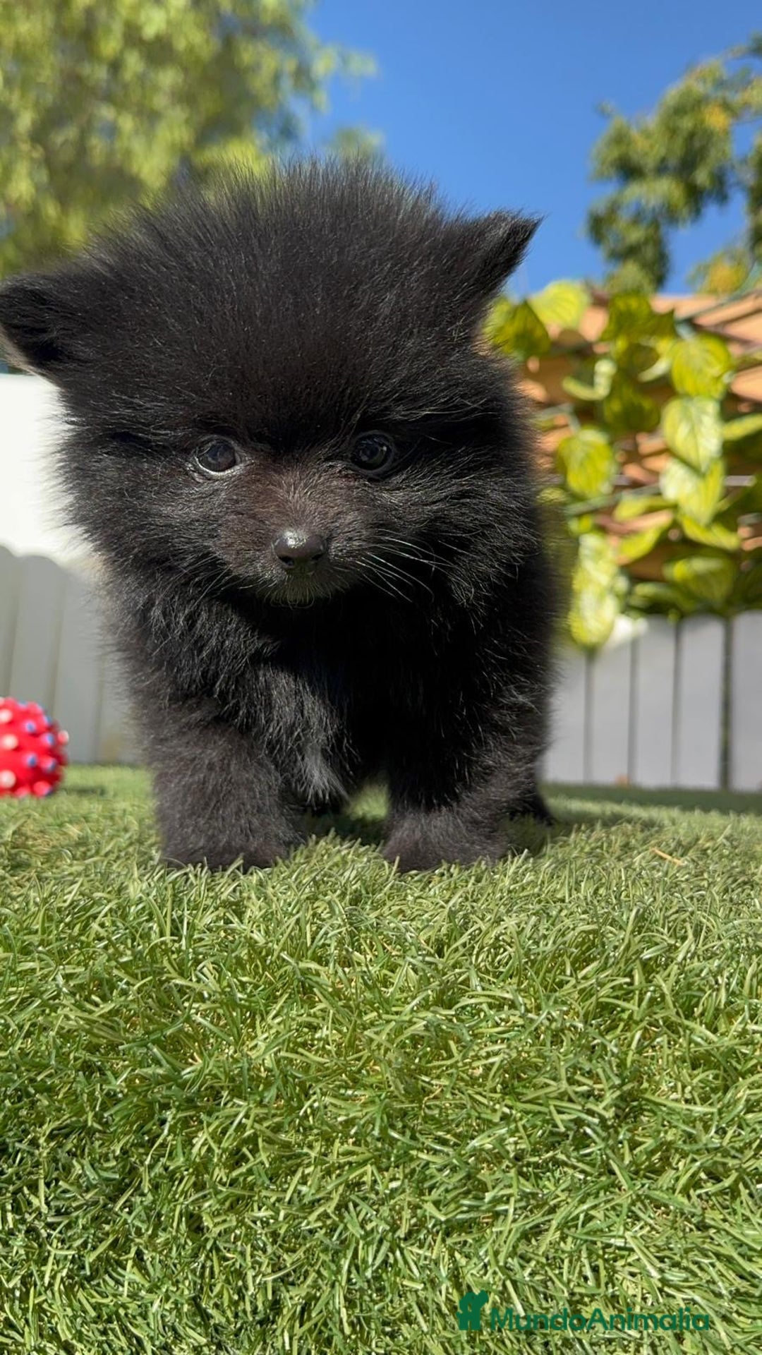 Pomerania perros en venta: POMERANIA HEMBRA - Imagen 11