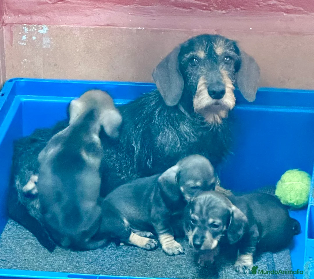 Teckel perros en venta: Macho St de Pelo Duro  - Anuncio 5