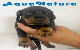 Teckel Miniatura perros en venta: Teckel Macho de Tita Junior y Tilo AQUANATURA - Imagen 4