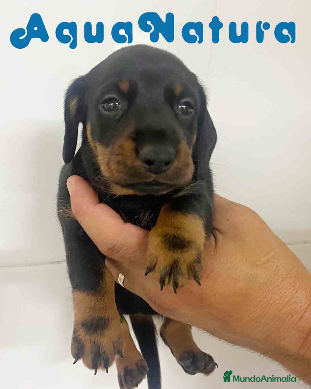 Teckel Miniatura perros en venta: Teckel Macho de Tita Junior y Tilo AQUANATURA - Imagen 4