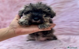 Schnauzer Miniatura perros en venta: SCHNAUZER MINIATURA SALNY PIMIENTA - Imagen 2