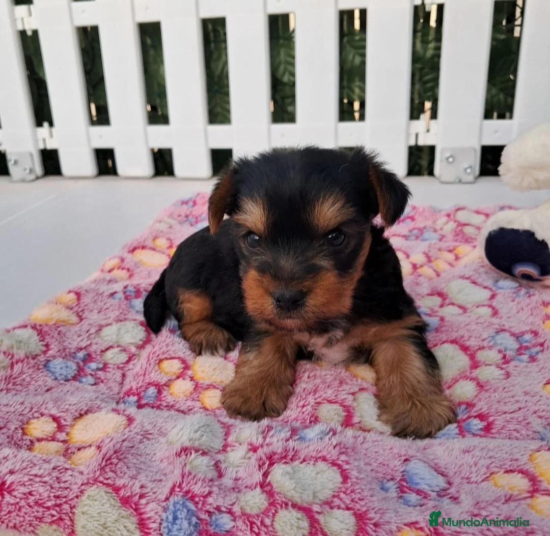 Yorkshire Terrier perros en venta: Bebés Yorkshire Mini  - Anuncio 2