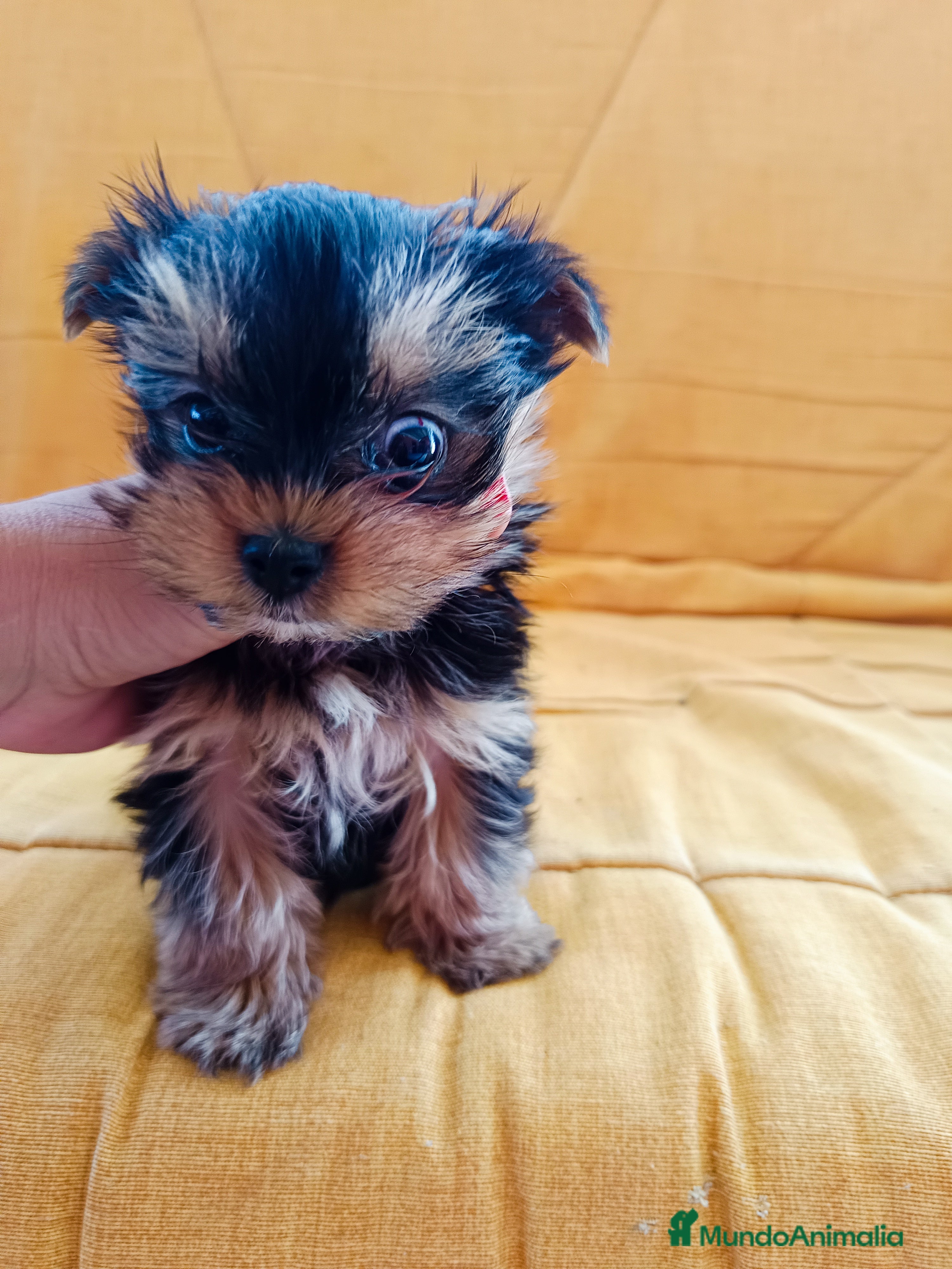 Yorkshire Terrier perros Yorkshires miniatura en Badajoz - Anuncio 3