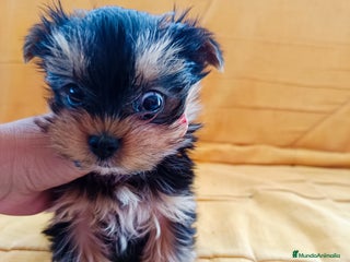 Yorkshire Terrier perros en Badajoz - Anuncio 42