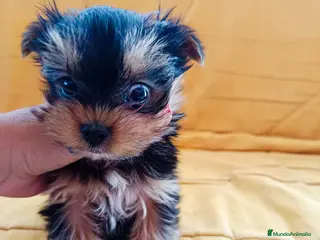 Yorkshire Terrier perros Yorkshires miniatura en Badajoz - Anuncio 7