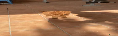 Caniche Toy Cachorro 6