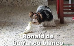 Biewer Yorkshire Terrier a la Pom Pon perros para monta: Biewer con pedigree - Imagen 4