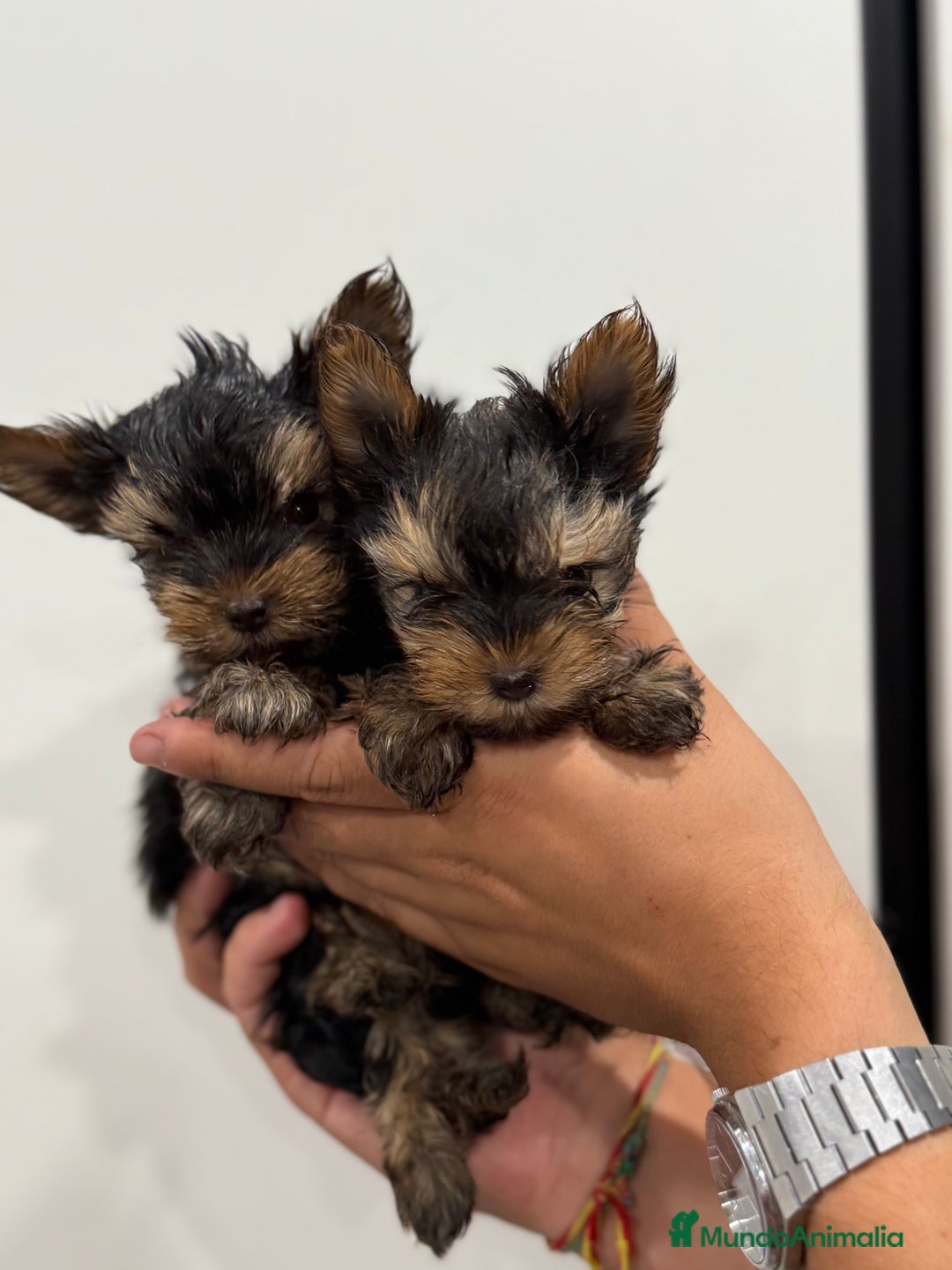 Yorkshire Terrier perros en venta: Yorkshire 650€ ¡PRECIO REAL! - Imagen 1