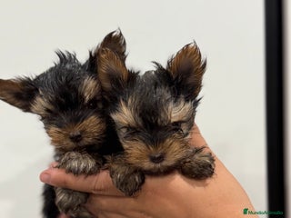 Yorkshire Terrier perros - Anuncio 4