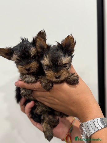 Yorkshire Terrier perros - Anuncio 4