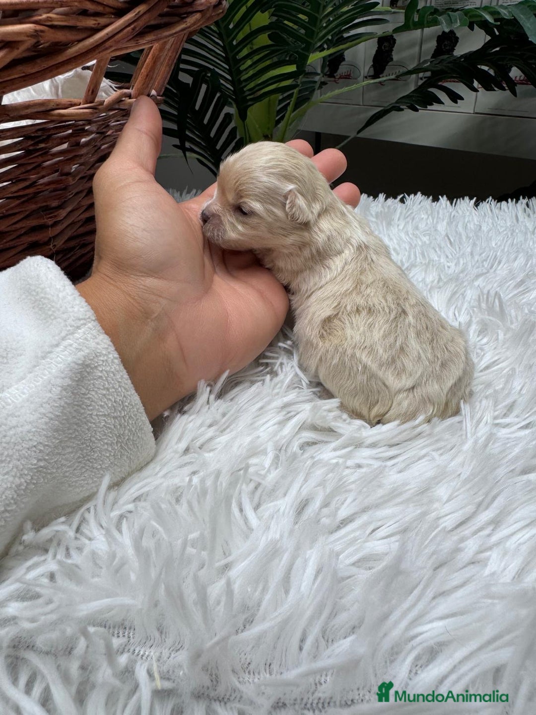 Maltipoo perros en venta: MALTIPOO HEMBRA - Anuncio 4