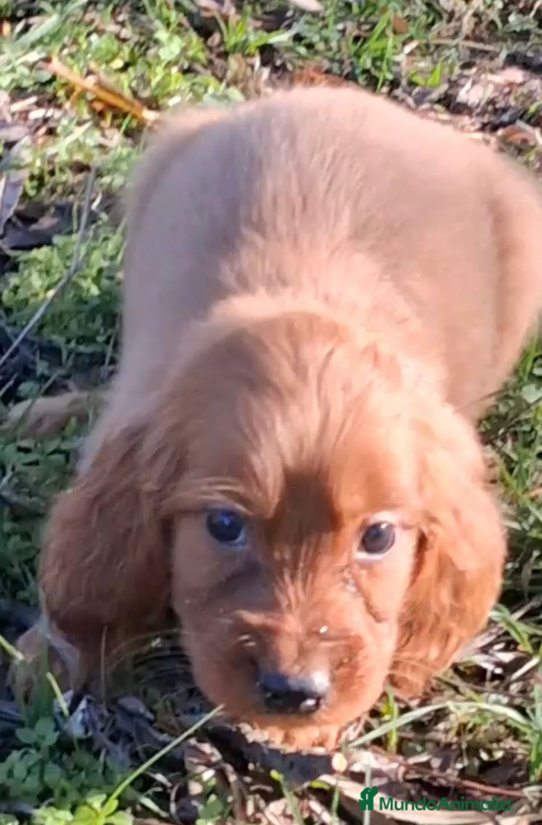 Setter Irlandés Rojo perros en venta: Venta de setter irlandés rojo  - Anuncio 2