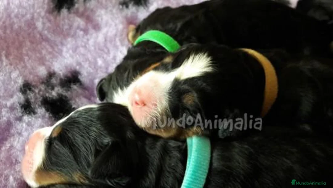 Imagen de galería {{count}}