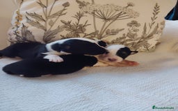 Border Collie perros en venta: Cachorros border collie - Imagen 2