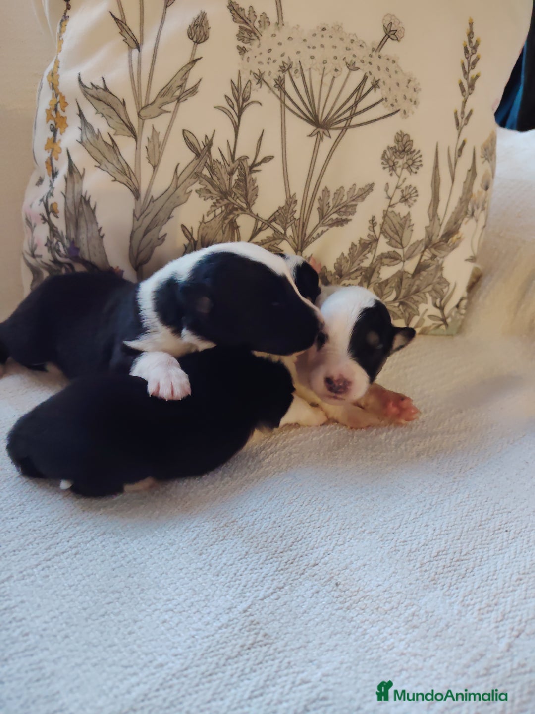 Border Collie perros en venta: Cachorros border collie - Imagen 2