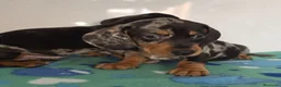 Teckel Miniatura perros en venta: Teckel arlequines y exoticos - Anuncio 3