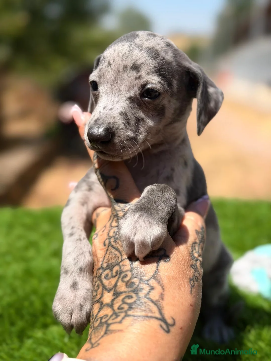Pequeño Lebrel Italiano perros en venta: PICCOLO LEBREL ITALIANO MERLÉ  - Anuncio 2