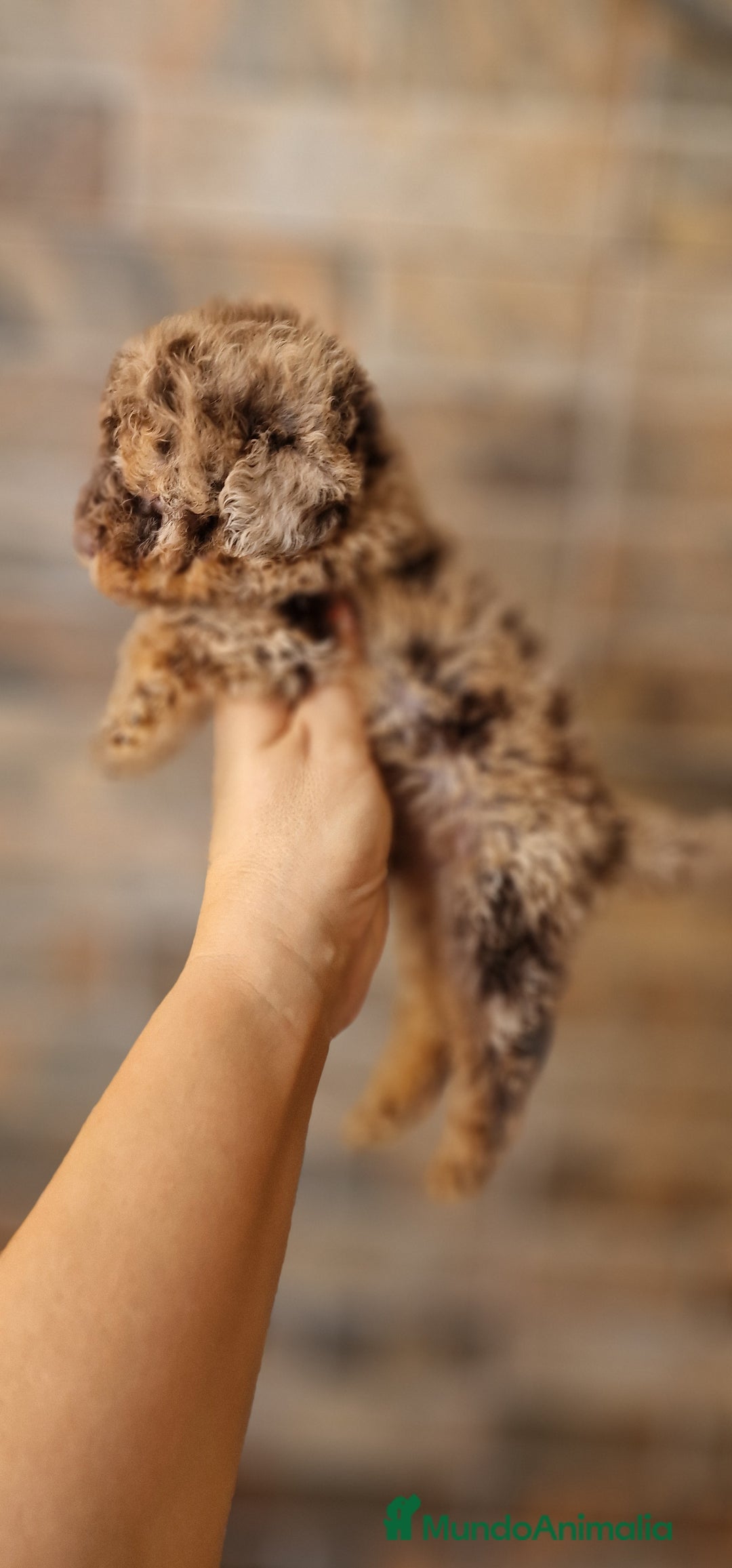 Caniche Toy perros en venta: MACHO MERLE BLUE MULTICOLOR - Imagen 3