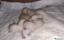 Himalayo gatos en venta: Persas himalayos - Imagen 3