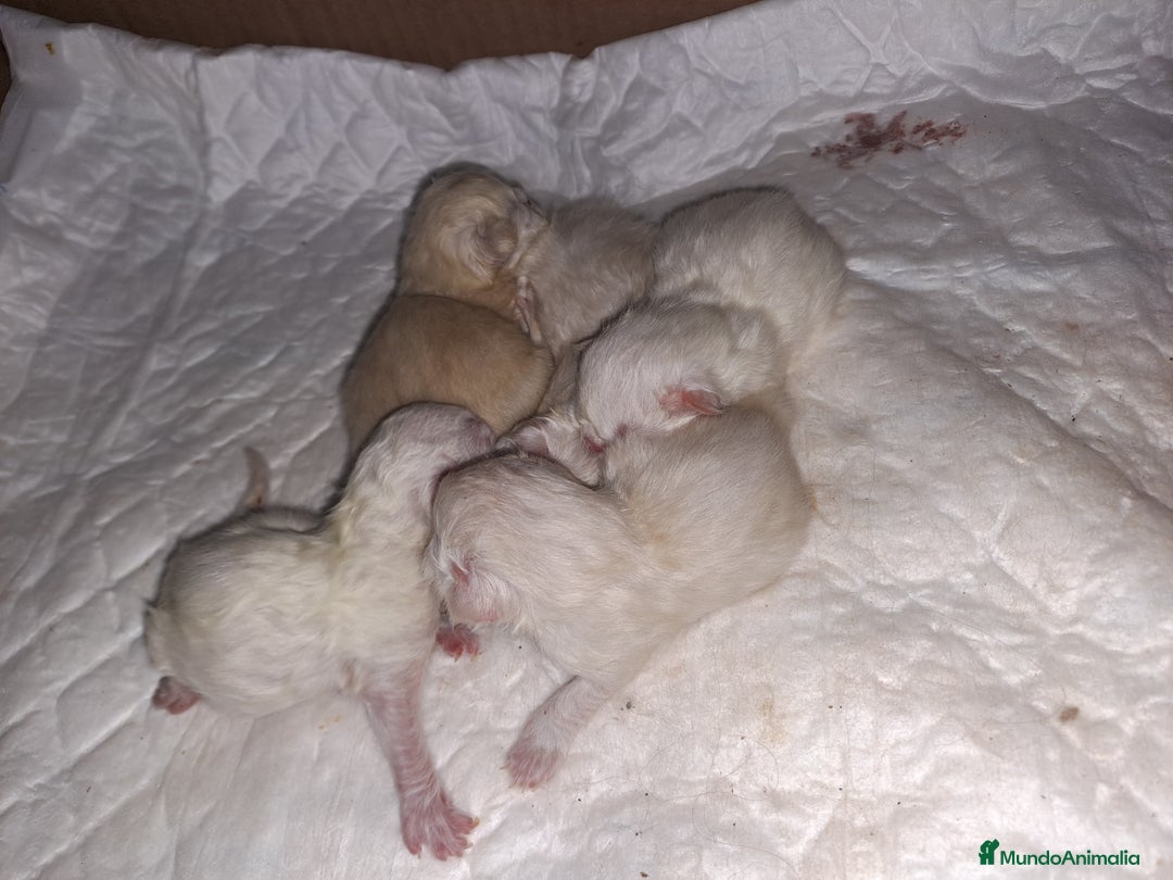 Himalayo gatos en venta: Persas himalayos - Imagen 3