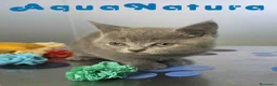 Británico de Pelo Corto Azul gatos en venta: British Hembra de Marlon y Skay 6330 AQUANATURA - Anuncio 8