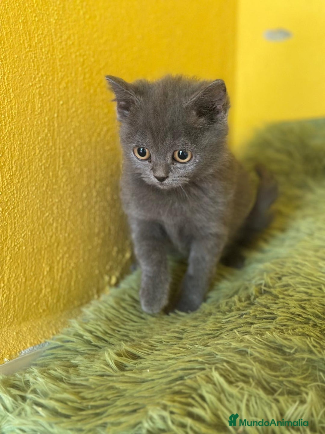 Británico de Pelo Corto Azul gatos en venta: British Shorthair  - Imagen 5
