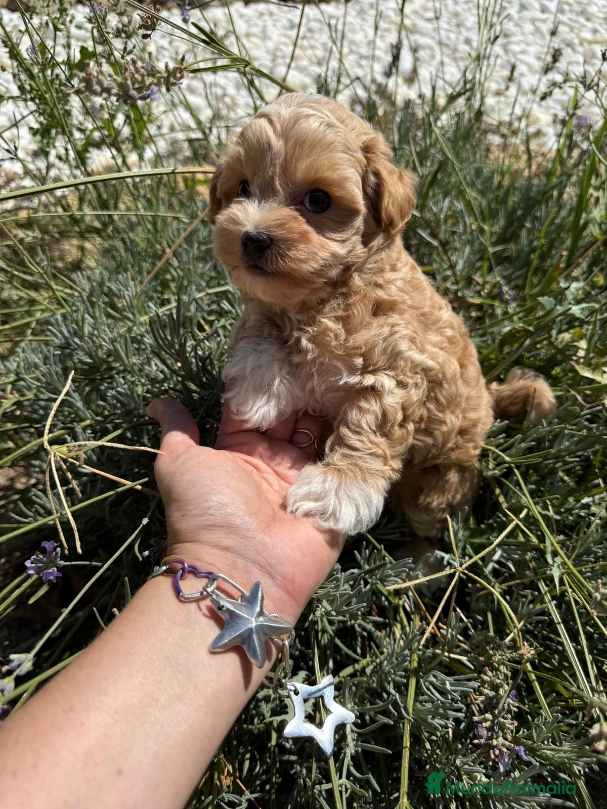 Maltipoo perros Maltipoo macho bicolor macho toy!!! - Anuncio 1