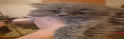 Persa gatos en venta: Gatos persas  - Anuncio 1
