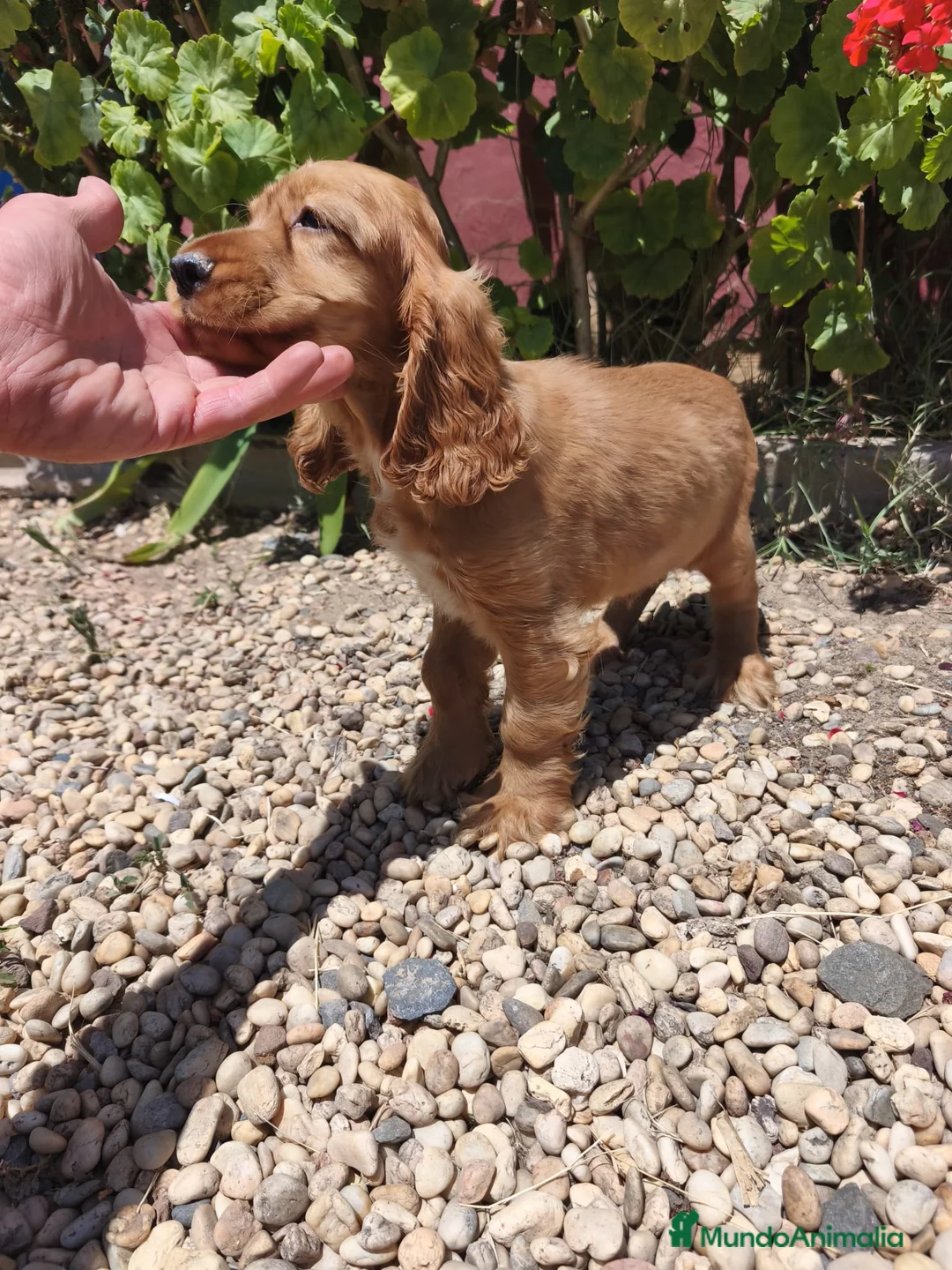 Cocker Spaniel Inglés perros en venta: Disponible cachorro de Cocker canela - Anuncio 3