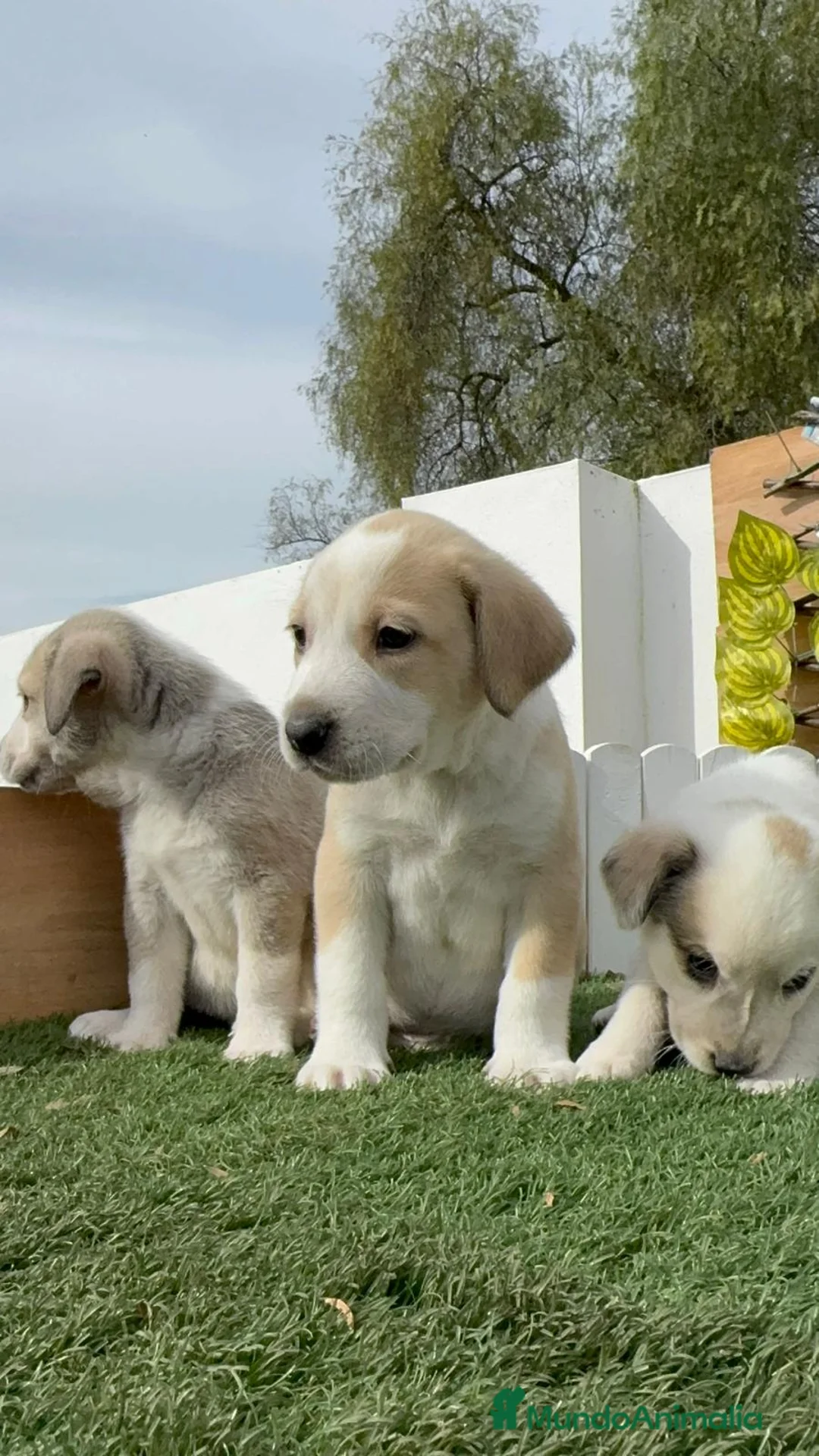 Mastín Español perros en venta: MASTIN ESPAÑOL HEMBRAS - Anuncio 24