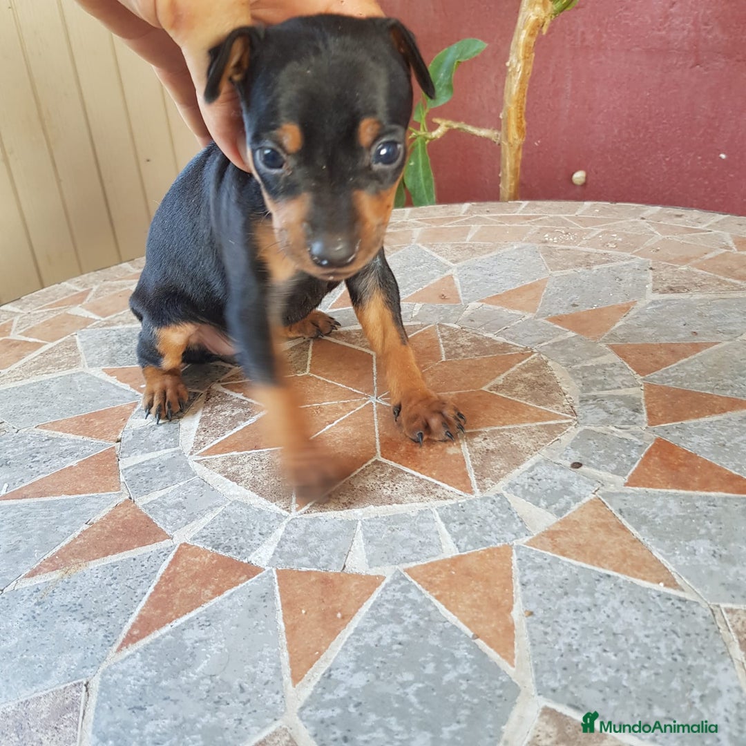 Ratón de Praga perros en venta: Ratón de praga  - Imagen 5