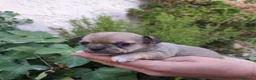 Chihuahua perros en venta: Chihuahas cabeza de manzana - Anuncio 10