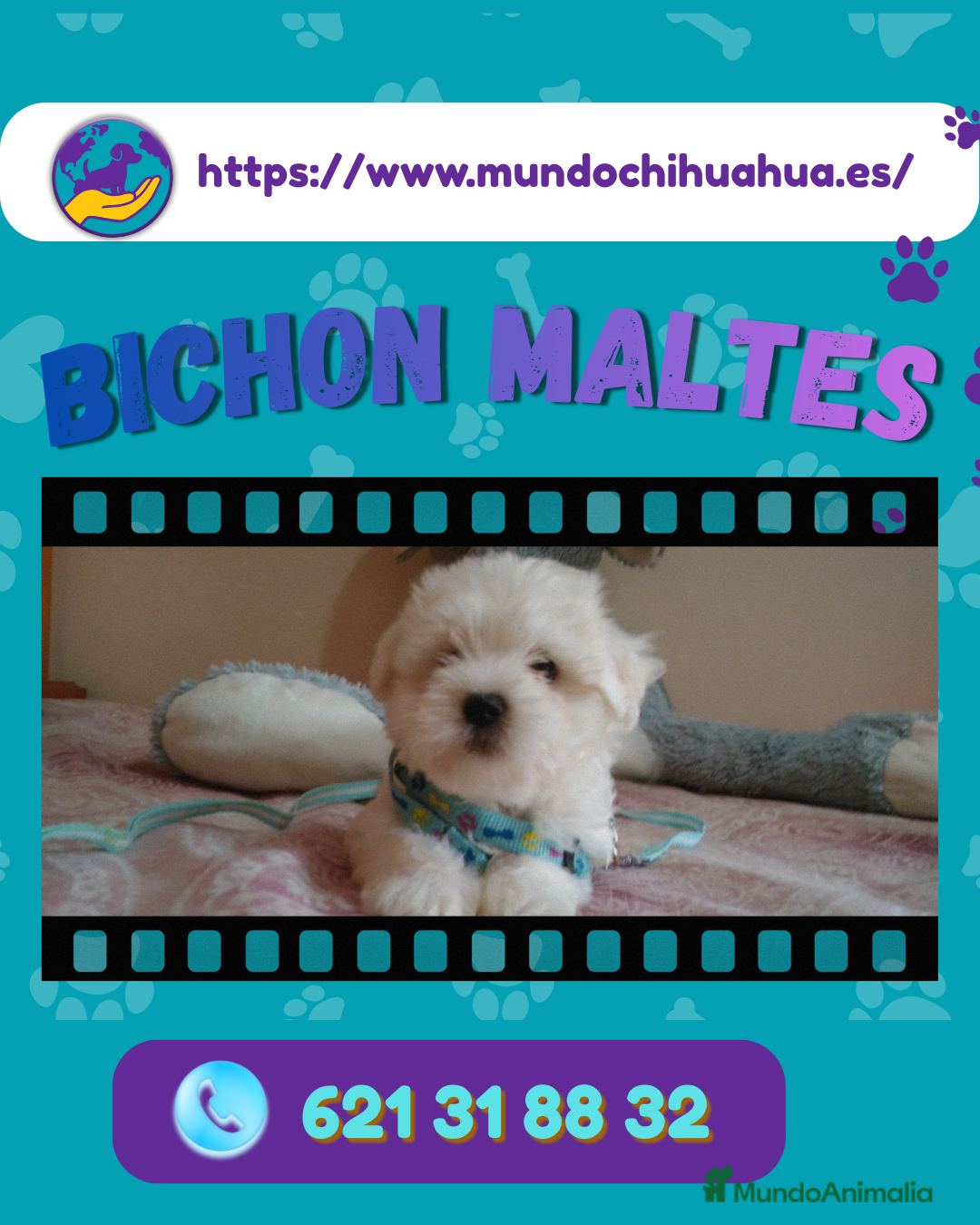Bichón Maltés perros Auténticos bichón maltés enano  - Anuncio 2