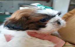 Shih Tzu perros en venta: Shih tzu - Imagen 7