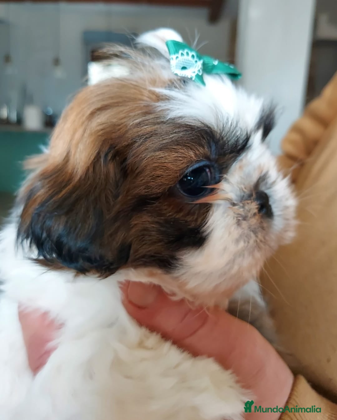 Shih Tzu perros en venta: Shih tzu - Imagen 7