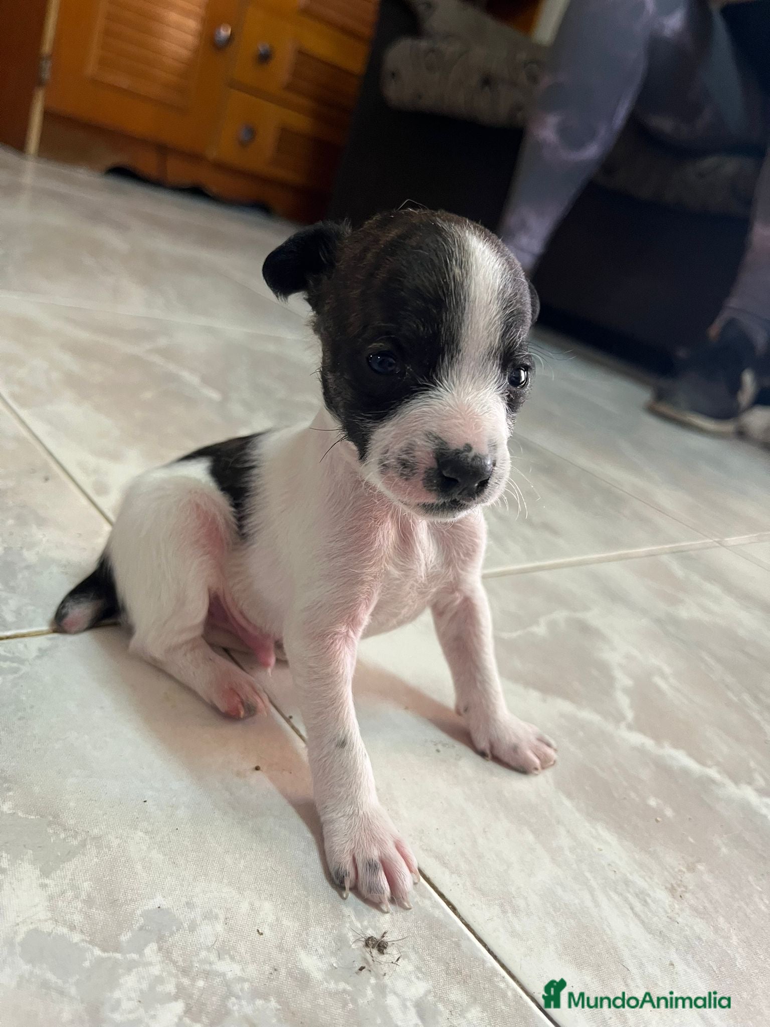 Raza Mixta perros PRECIOSA CAMADA LISTA (leer bien anuncio ) - Anuncio 1