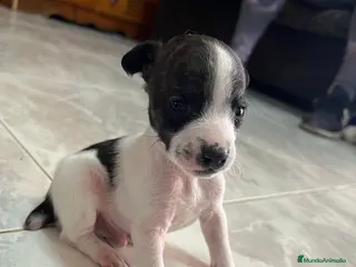 Raza Mixta perros PRECIOSA CAMADA LISTA (leer bien anuncio ) - Anuncio 1