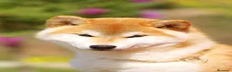 Shiba Inu perros en venta: SHIBA INU CACHORROS  - Anuncio 2