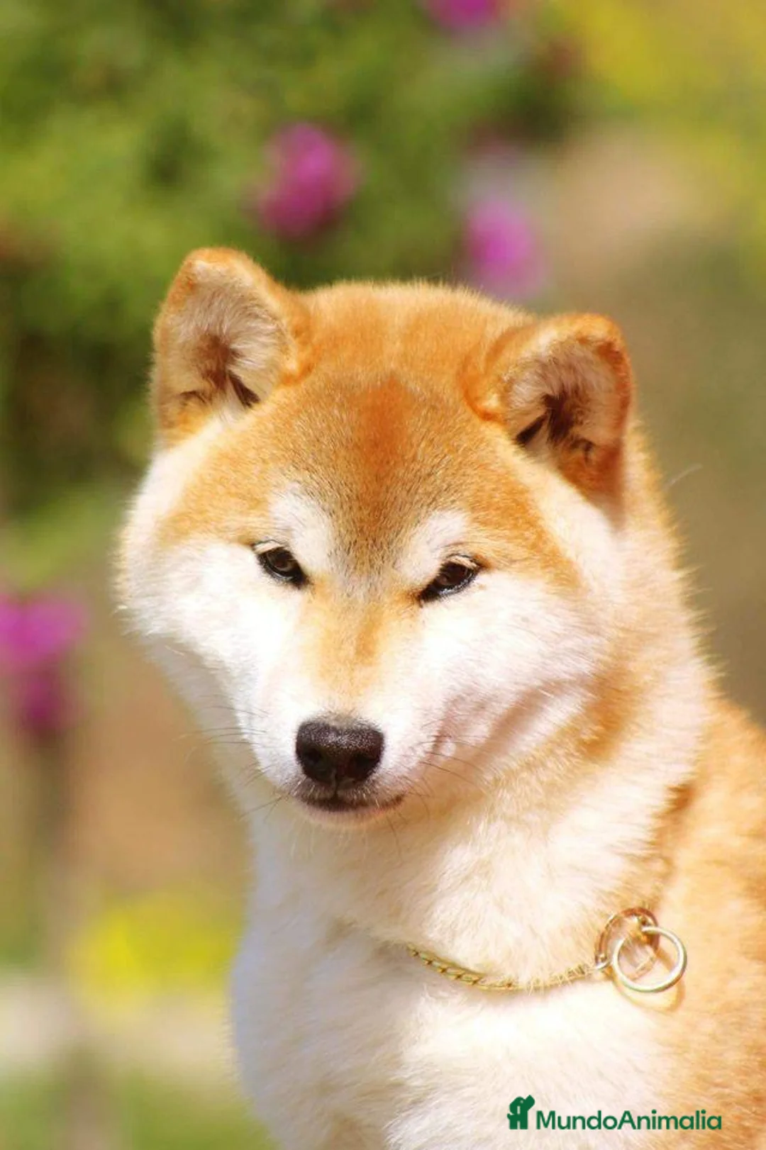 Shiba Inu perros en venta: SHIBA INU CACHORROS  - Anuncio 2