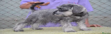 Schnauzer Miniatura 3