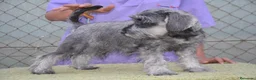 Schnauzer Miniatura perros en venta: Schnauzer miniatura sal y pimienta - Anuncio 5