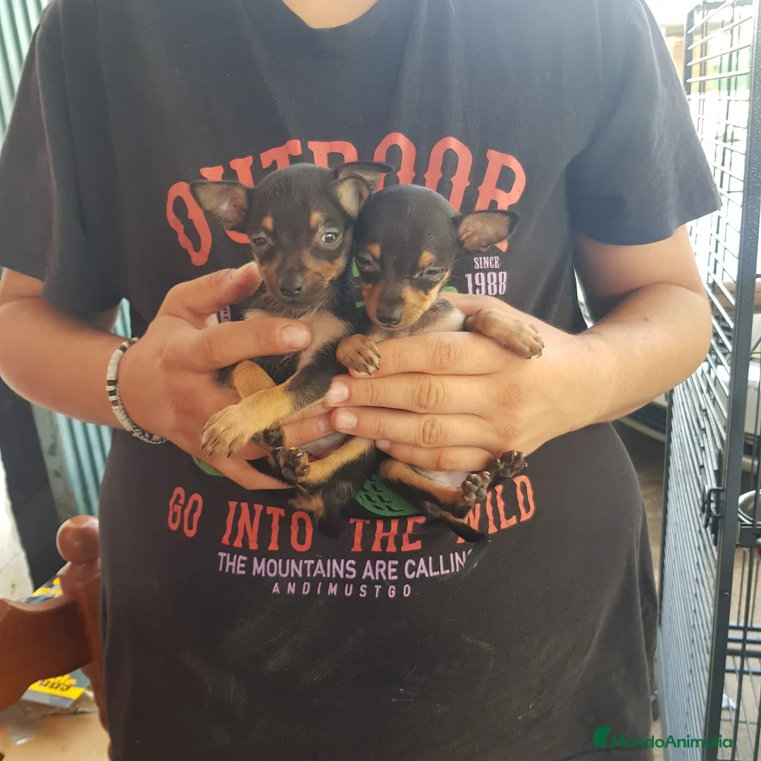 Ratón de Praga perros en venta: Roton de Praga  - Anuncio 1