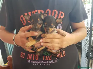 Ratón de Praga perros Roton de Praga - Anuncio 5