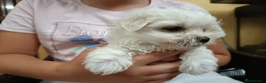 Bichón Maltés Cachorro 1