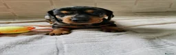 Teckel perros en venta: Bebés Teckels Arlequines Machos  - Anuncio 3