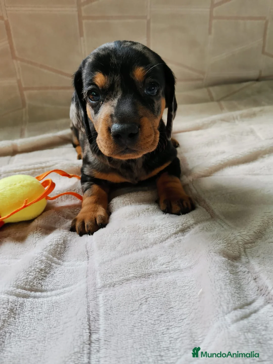Teckel perros en venta: Bebés Teckels Arlequines Machos  - Anuncio 3