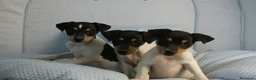 Ratonero Bodeguero Andaluz perros en venta: CACHORRITOS DE BODEGUERO  - Anuncio 7
