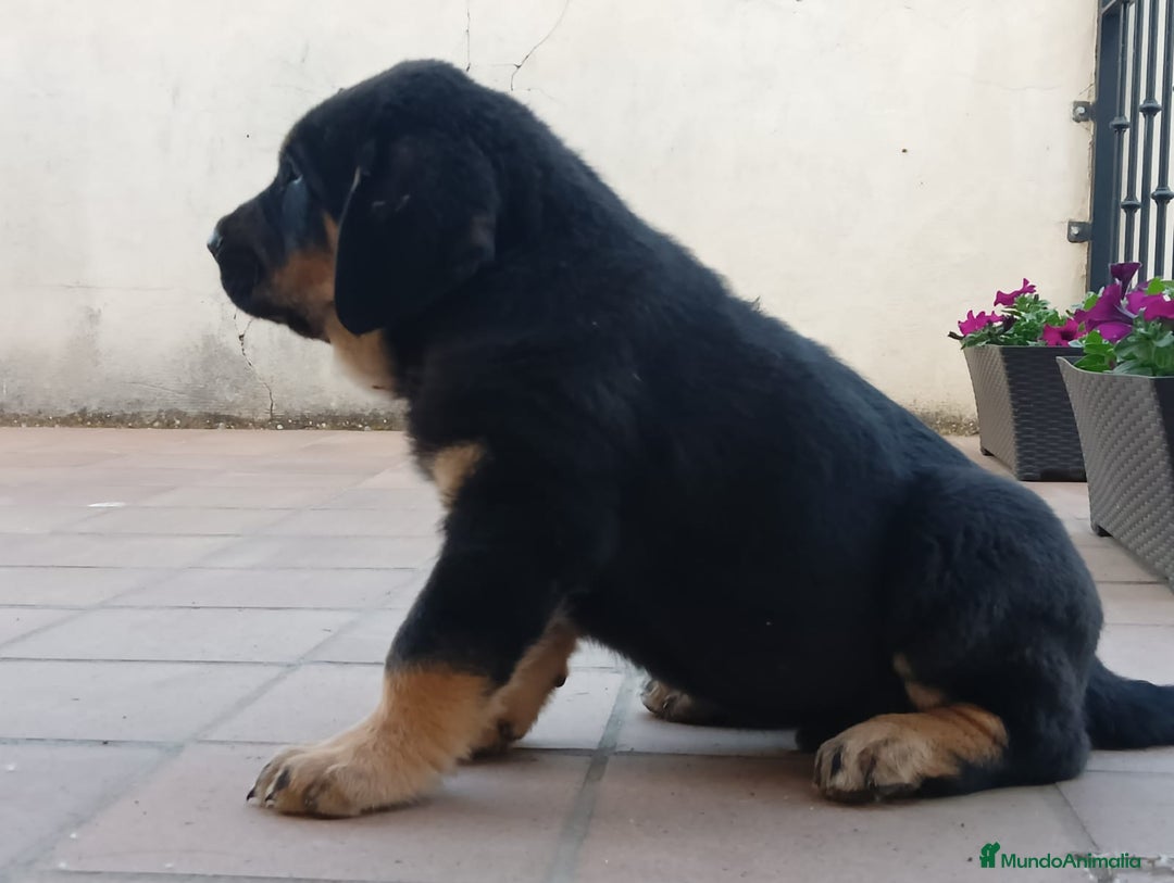 Mastín Español perros en venta: Mastín leones  - Imagen 1